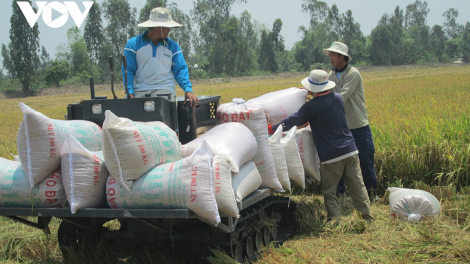 THỜI SỰ 6H SÁNG 15/10/2021: Giá gạo xuất khẩu tăng làm "ấm lại" thị trường lúa gạo khu vực Đồng bằng sông Cửu Long