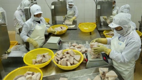 Loạt bài: Cấp bách gỡ thẻ vàng thủy sản. Bài 2: Nguy cơ thẻ đỏ, thiệt hại không thể đo đếm