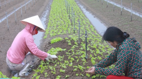 Biện pháp khôi phục sản xuất vụ đông sau mưa bão (21/10/2021)