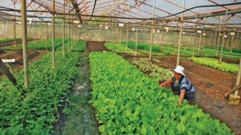 Hà Nội đẩy mạnh liên kết trong sản xuất nông nghiệp (10/10/2021)