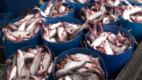 Ngành hàng cá tra kiệt quệ sau giãn cách xã hội (05/10/2021)