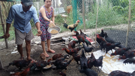 Chăn nuôi nhỏ lẻ và nhận thức trong công tác phòng dịch trên đàn gia cầm (18/10/2021)