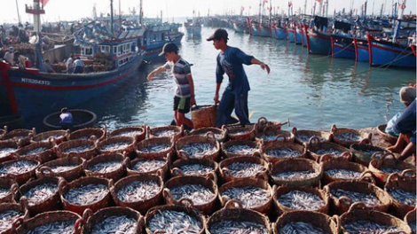 Phát triển nghề cá có trách nhiệm góp phần sớm tháo gỡ thẻ vàng (30/10/2021)