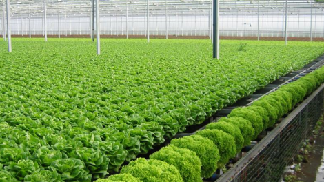 Việt Nam thu hút đâu tư hướng tới nền kinh tế xanh (31/10/2021)