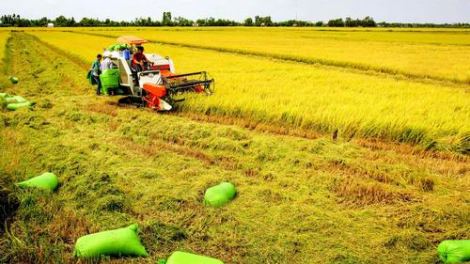 Sản xuất vụ Đông Xuân tập trung giảm giá thành (26/10/2021)