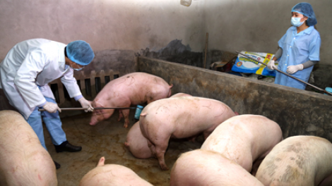 Nâng cao hiệu quả ứng phó với dịch tả châu phi lây lan (01/11/2021)