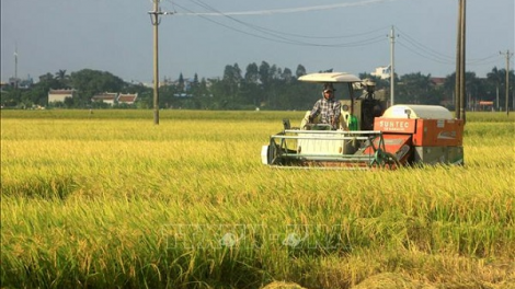 Thái Bình khắc phục khó khăn – Tập trung thu hoạch lúa mùa (25/10/2021)