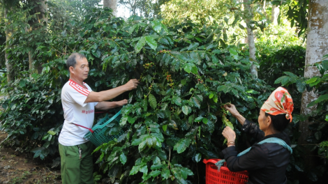 Cà phê Sơn La được giá nhất trong 10 năm trở lại đây (27/11/2021)