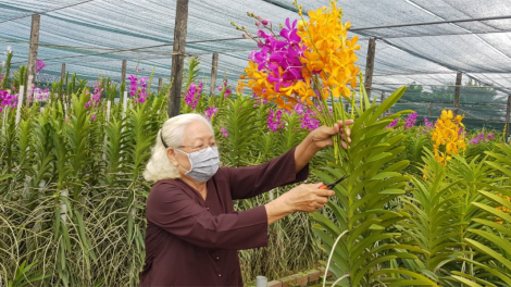 TPHCM: Nhà vườn giảm sản lượng để điều tiết giá hoa Tết (2/11/2021)