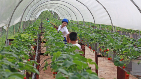 Nông nghiệp Đắc Nông tăng cường kết nối tiêu thụ sản phẩm để thích ứng với tình hình mới  (3/11/2021)
