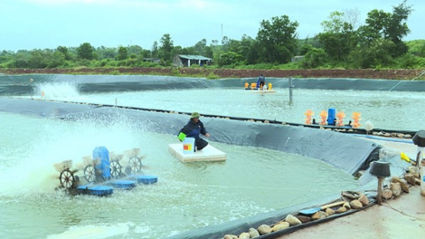 Phát triển mô hình nuôi thủy sản ở Quảng Ninh (28/11/2021)