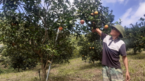 Làm gì để giữ được thương hiệu cam Cao Phong- Hòa Bình (30/11/2021)
