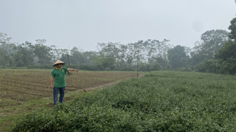 Kỹ sư nông nghiệp biến cây dại thành sản phẩm OCOP 4 sao (1/11/2021)