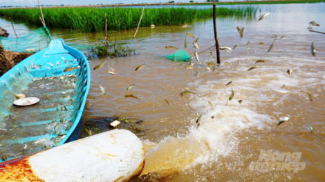 Mô hình sinh kế mới trong mùa nước nổi đem lại thu nhập lên tới hàng tỷ đồng cho  người dân Đồng Tháp (09/11/2021)