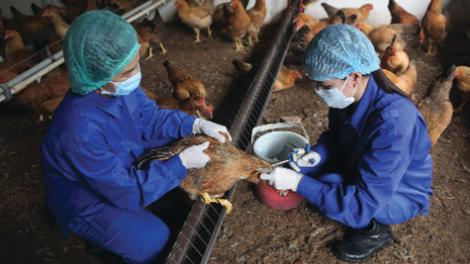 Giải pháp ứng phó với cúm gia cầm độc lực cao A/H5N8 (16/11/2021)