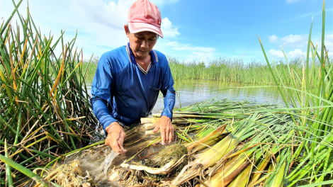 Chăn nuôi theo chuỗi liên kết để phòng bệnh dịch tả lợn Châu Phi (19/11/2021)