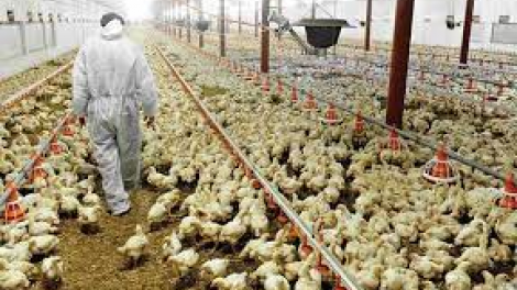 Giải pháp thay thế kháng sinh trong chăn nuôi gia cầm (28/11/2021)