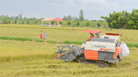 Giá vật tư phân bón tăng cao khiến nông dân gặp khó vụ lúa Đông Xuân (15/11/2021)