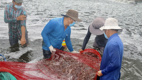 Nông dân Bà Rịa Vũng Tàu hy vọng vào vụ tôm cuối năm (26/11/2021)