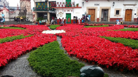 Hoa trạng nguyên, màu hoa biểu tượng của Mexico, khoe sắc mùa giáng sinh (28/11/2021)