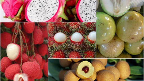 Trái cây Việt Nam - vượt khó trong đại dịch (29/11/2021)