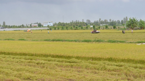 Nam Trung Bộ, Tây Nguyên vượt thách thức hướng tới vụ đông xuân 2021 - 2022 thắng lợi (09/11/2021)