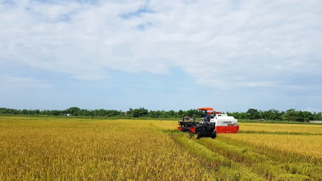 Được mùa lớn năm 2021, Quảng Bình hướng tới năm mới với giá trị cao hơn (04/01/2022)