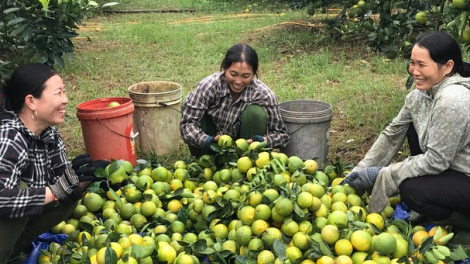 Phát triển cây cam ở khu vực Bắc Trung Bộ (22/11/2021)