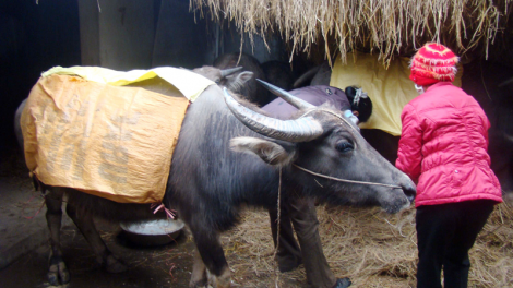 Chủ động Phòng chống rét đậm, rét hại ở miền núi phía Bắc (10/12/2021)