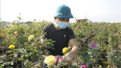 Làng hoa truyền thống Mê Linh: Sản xuất thích ứng với đại dịch (28/12/2021)