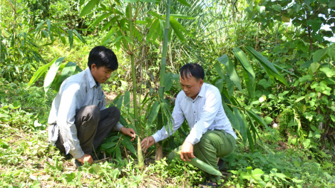 Trồng dược liệu dưới tán cây ăn quả -  cách “Lấy ngắn nuôi dài” hiệu quả ở vùng cao Lào Cai (17/12/2021)