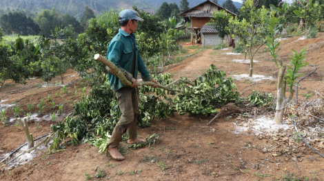 Điện Biên: Trồng hàng trăm gốc bưởi da xanh nhưng lại ra quả vỏ vàng, trách nhiệm thuộc về ai? (17/12/2021)