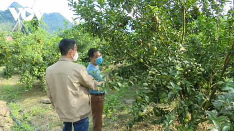 Niềm vui được mùa quýt của người dân Nghĩa Hưng, Sơn La (2/12/2021)
