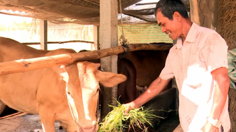 Trà Vinh: Tạo sinh kế cho nông dân Khmer thoát nghèo (29/12/2021)