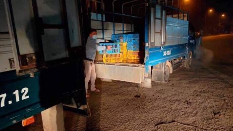 Hải Dương: Gỡ khó tiêu thụ nông sản, gia cầm giữa tâm dịch (2/2/2021)