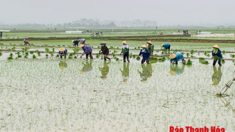 Thanh Hoá: sau Tết, nông dân nô nức xuống đồng gieo cấy vụ chiêm xuân (18/2/2021)