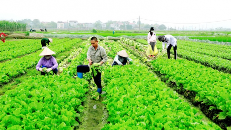 Giấy phép trong sản xuất nông nghiệp – giải pháp giúp phát triển nông nghiệp theo hướng chất lượng cao (5/2/2021)