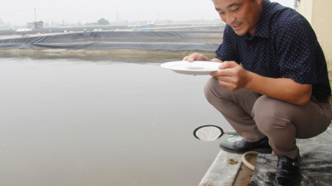 Tỷ phú cá vược tỉnh Thái Bình (24/2/2021)