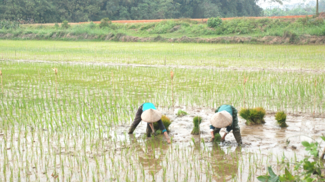 Nông dân xuống đồng: sản xuất đi đôi với phòng, chống dịch (17/2/2021)