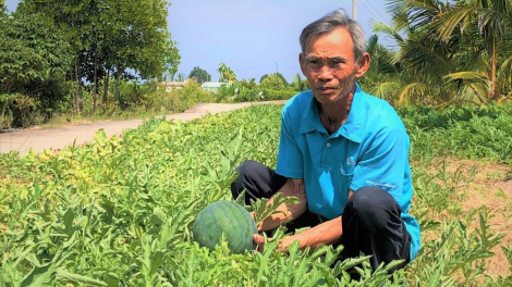 Cà Mau: Vụ dưa đón Tết trên đất mặn, giúp tăng thu nhập (5/2/2021)