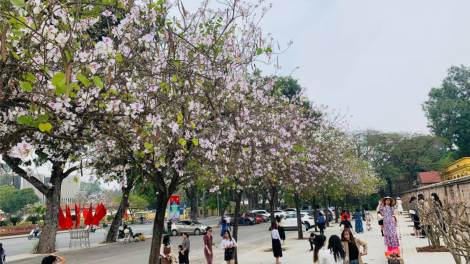 Say đắm sắc hoa ban Tây Bắc giữa lòng Hà Nội (24/2/2021)