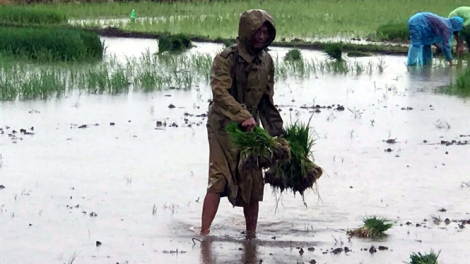 Nông dân xuống đồng: sản xuất đi đôi với phòng, chống dịch (16/02/2021)