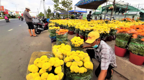 Chợ hoa Tết Cà Mau: Ít người mua bán nhưng vẫn nhộn nhịp (10/02/2021)