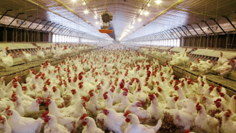 Nông nghiệp 4.0 – câu chuyện của đổi mới tư duy (26/02/2021)