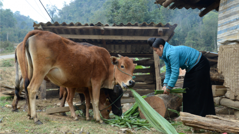 Tây Bắc hiện thực hóa khát vọng thoát nghèo (23/2/2021)