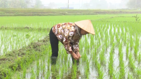 Thanh Hoá: sau Tết, nông dân nô nức xuống đồng gieo cấy vụ chiêm xuân (18/02/2021)