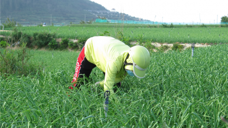 Nông dân Lý Sơn kỳ vọng vụ tỏi bội thu (19/02/2021)