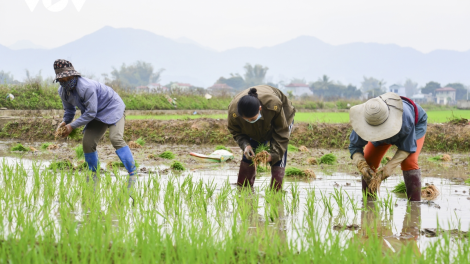 Nông dân xuống đồng cấy lúa đông xuân ngay từ đầu năm (20/02/2021)