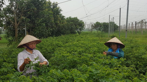 Nông dân Đặng Thị Cuối và mong muốn trồng rau sạch (10/02/2021)