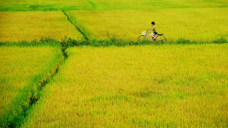 Chương trình Mùa vàng đặc biệt mùng 1 Tết Tân Sửu: "Xuân trên đồng vàng" (12/02/2021)
